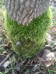 Brachythecium laetum