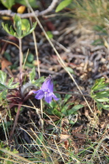 Campanula dasyantha