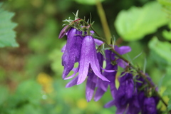 Campanula rapunculoides cordifolia