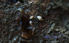 Leucophytia bidentata