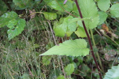 Campanula rapunculoides cordifolia