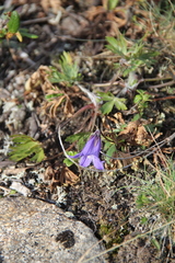 Campanula dasyantha