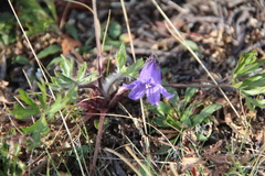 Campanula dasyantha