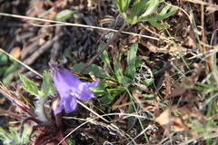Campanula dasyantha