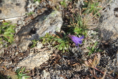 Campanula dasyantha