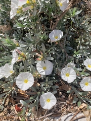 Convolvulus cneorum