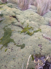 Bolax gummifera