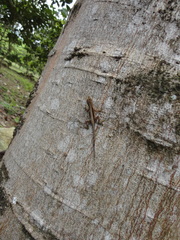 Anolis wilsoni