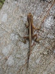 Anolis wilsoni