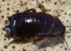 Loboptera