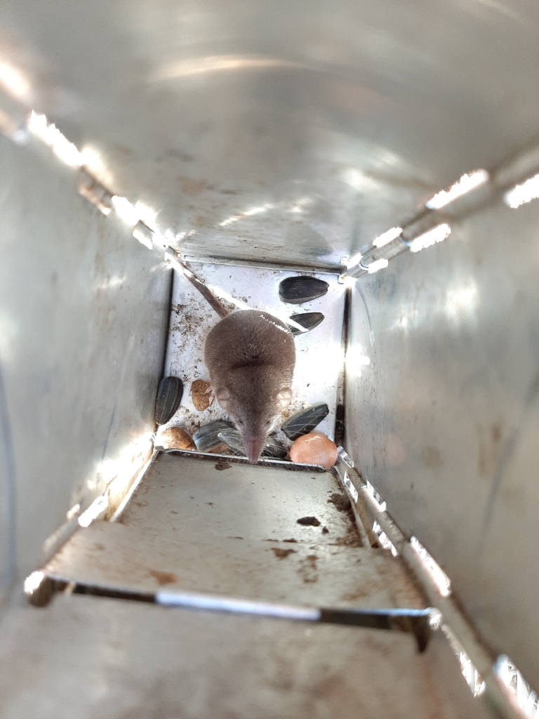 Lesser White-toothed Shrew from Акимовский район, Запорожская область ...