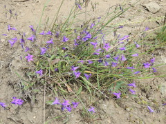 Campanula sibirica elatior