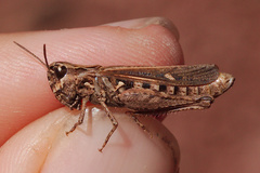 Omocestus petraeus