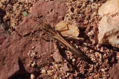 Omocestus petraeus