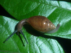 Oleacinidae