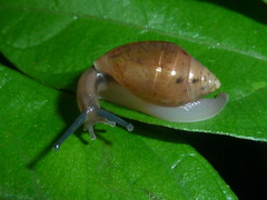 Oleacinidae