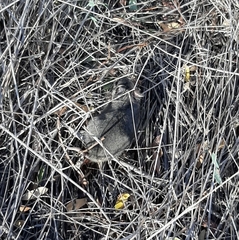 Nothocricetulus migratorius