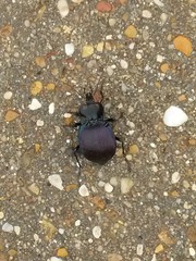 Scaphinotus elevatus