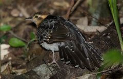 Dromococcyx pavoninus