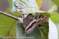 Charaxes andara