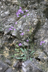 Campanula sibirica elatior