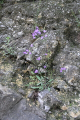 Campanula sibirica elatior