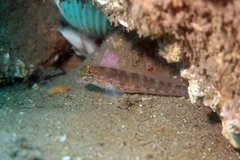 Gobius xanthocephalus