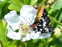 Pseudothyris sepulchralis