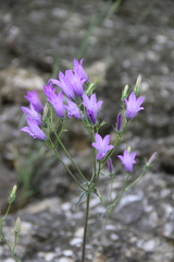 Campanula sibirica elatior