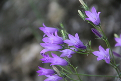 Campanula sibirica elatior