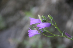 Campanula sibirica elatior