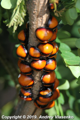 Libyaspis coccinelloides