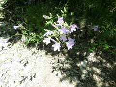 Campanula sibirica elatior