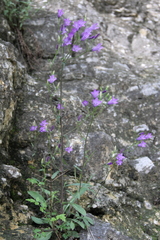 Campanula sibirica elatior