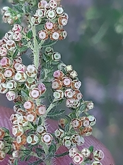 Erica leucopelta