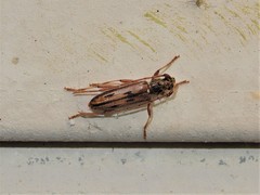Eburida sublineata