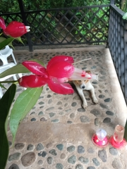 Cavendishia tarapotana