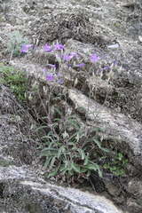 Campanula sibirica elatior