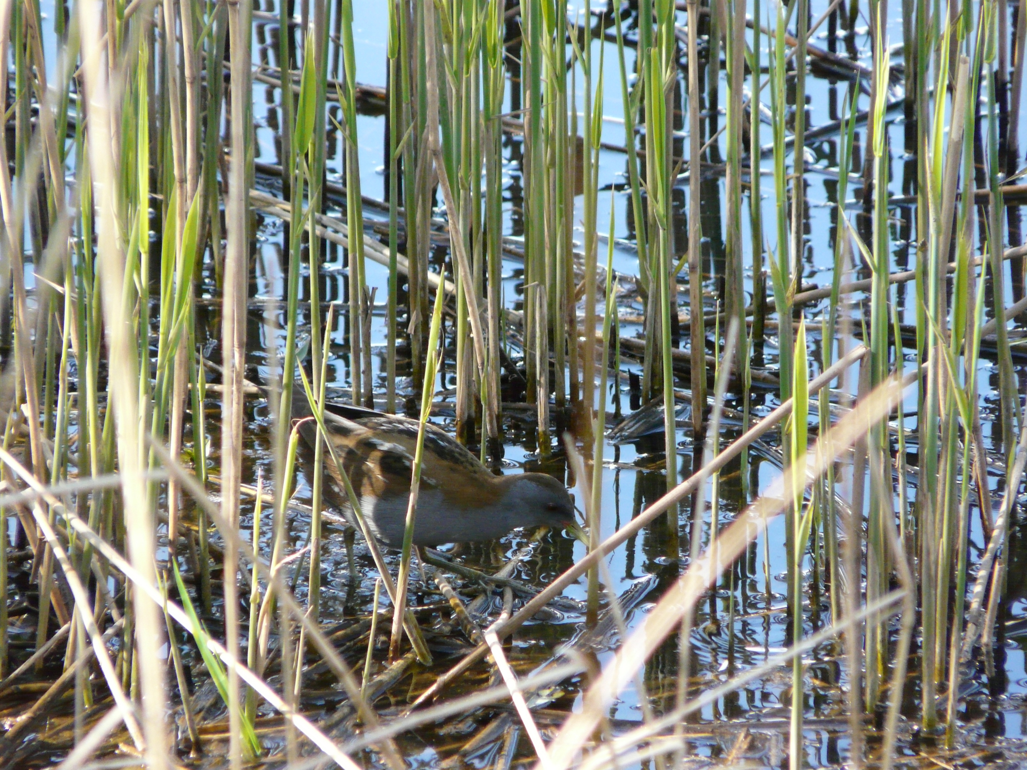 Little Crake
