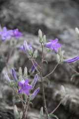 Campanula sibirica elatior
