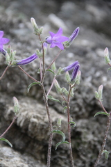Campanula sibirica elatior