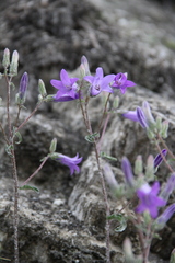 Campanula sibirica elatior