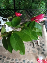 Cavendishia tarapotana