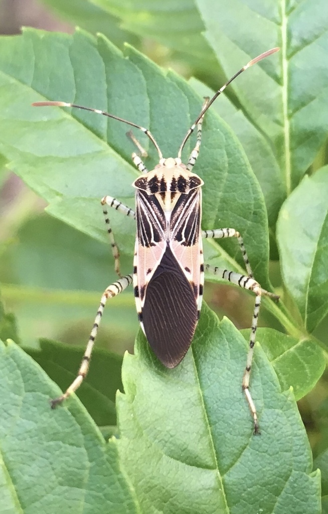 Spot-sided Coreid