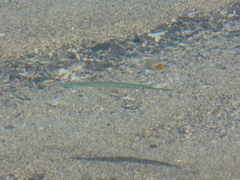 Hyporhamphus dussumieri