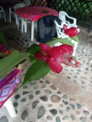 Cavendishia tarapotana