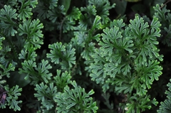 Selaginella doederleinii
