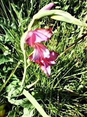Gladiolus illyricus