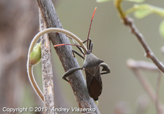 Anoplocnemis madagascariensis