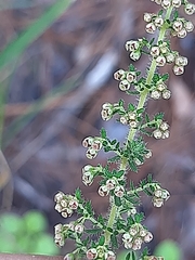 Erica leucopelta